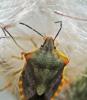 Carpocoris purpureipennis